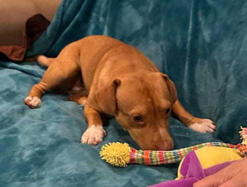 Photo of Aspen (AL), adoptable Basset Hound in New York, New York