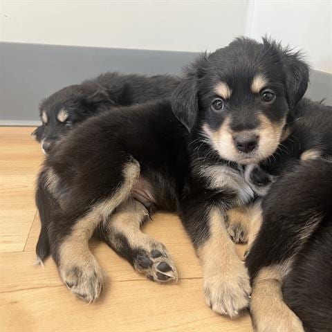 Photo of A139345, adoptable Golden Retriever in San Martin, California