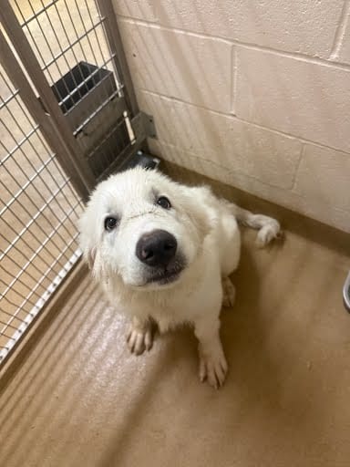 Photo of Morty, adoptable Great Pyrenees in Belleville, Illinois