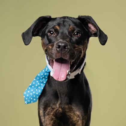 Photo of Jax, adoptable dog in Atlanta, Georgia