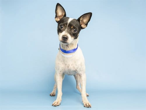 Photo of Tammy, adoptable Chihuahua in Phoenix, Arizona