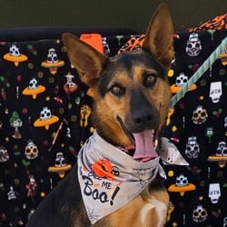 Photo of Jillian, adoptable Shepherd (Unknown Type) in Santa Maria, California