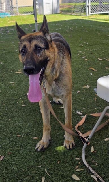Photo of Ace, adoptable German Shepherd Dog in Downey, California