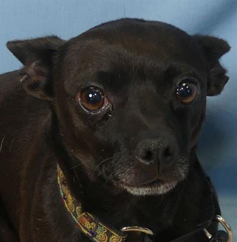 Photo of Caviar, adoptable Chihuahua in Ukiah, California