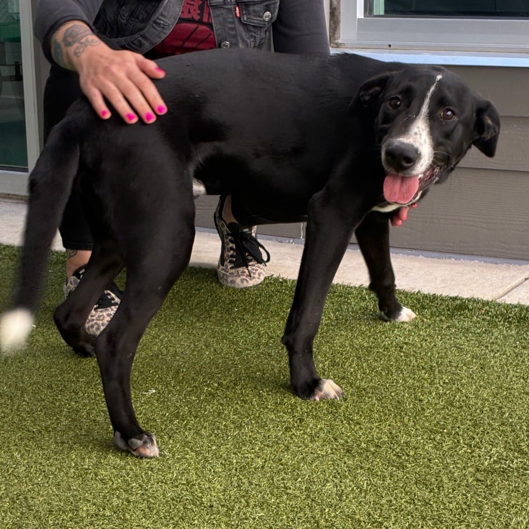 Photo of Stitch, adoptable Retriever, Black Labrador in Greensboro, North Carolina