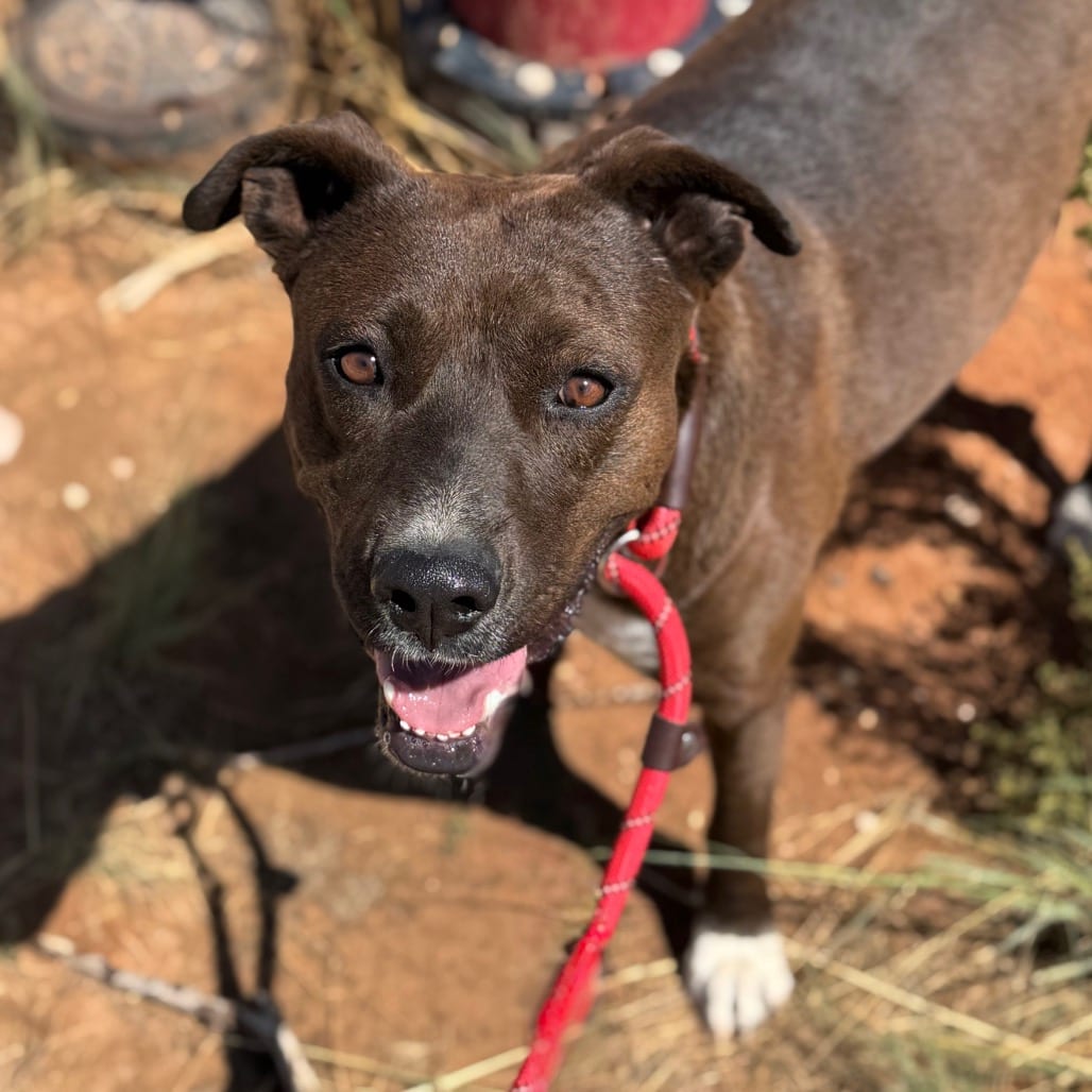 Photo of Rogue, adoptable Retriever, Labrador / Mixed Breed (Medium) in Kanab, Utah