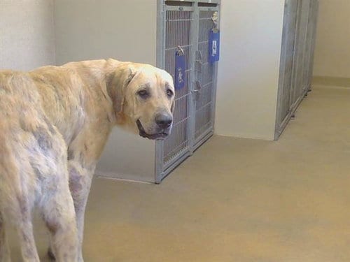 Photo of Duke, adoptable Anatolian Shepherd in Sacramento, California