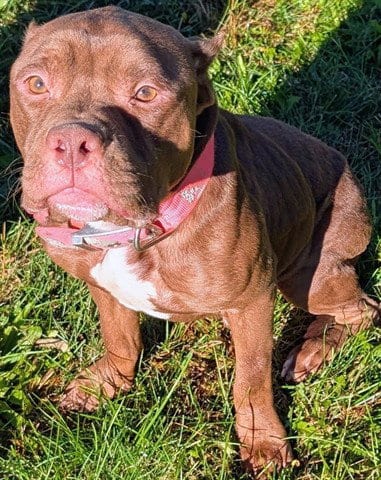 Photo of Ash, adoptable Pit Bull Terrier in Akron, Ohio