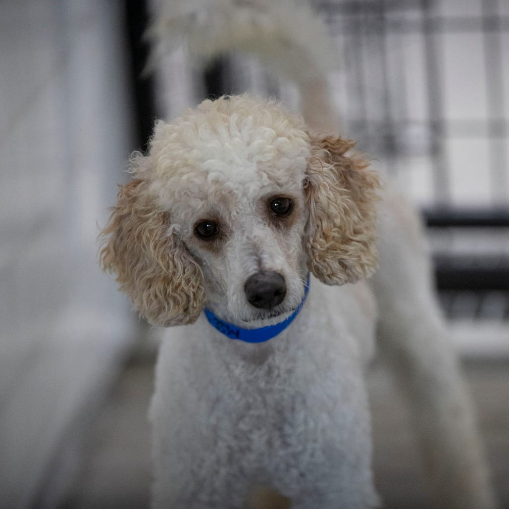 Photo of Austin (JY26-56), adoptable Poodle / Poodle in Colorado Springs, Colorado