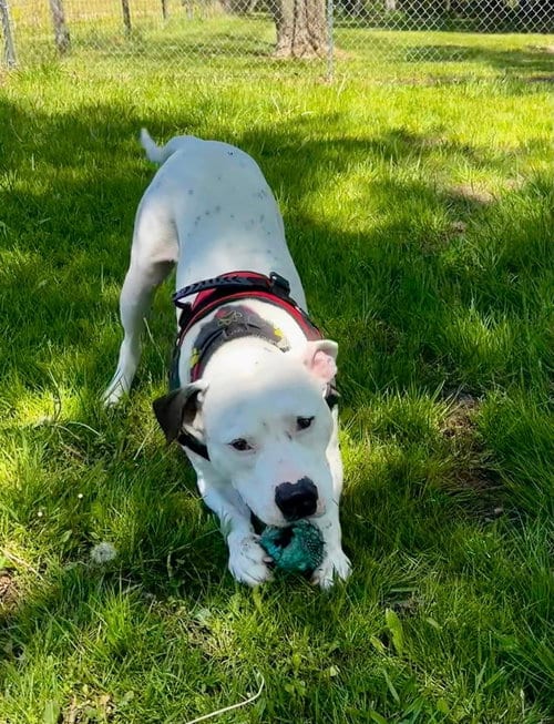 Photo of Spike, adoptable Pit Bull Terrier in Osgood, Indiana