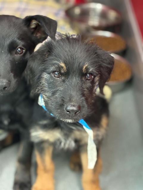 Photo of Seth, adoptable Cairn Terrier in Visalia, California