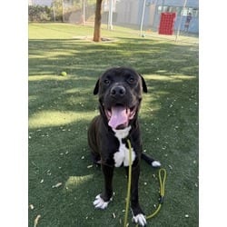 Photo of Argos, adoptable Cane Corso in Chatsworth, California