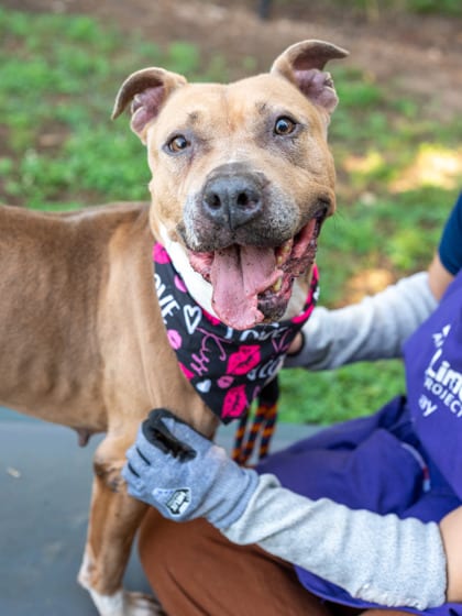 Photo of Princess Peach, adoptable dog in Chamblee, Georgia
