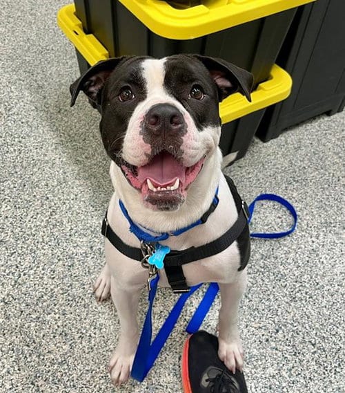 Photo of Rooney, adoptable American Bulldog in Boston, Massachusetts
