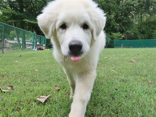 Photo of Morty, adoptable Great Pyrenees in Belleville, Illinois