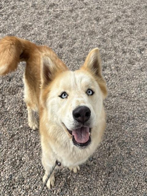 Photo of Goldilocks, adoptable Husky in Mesa, Arizona