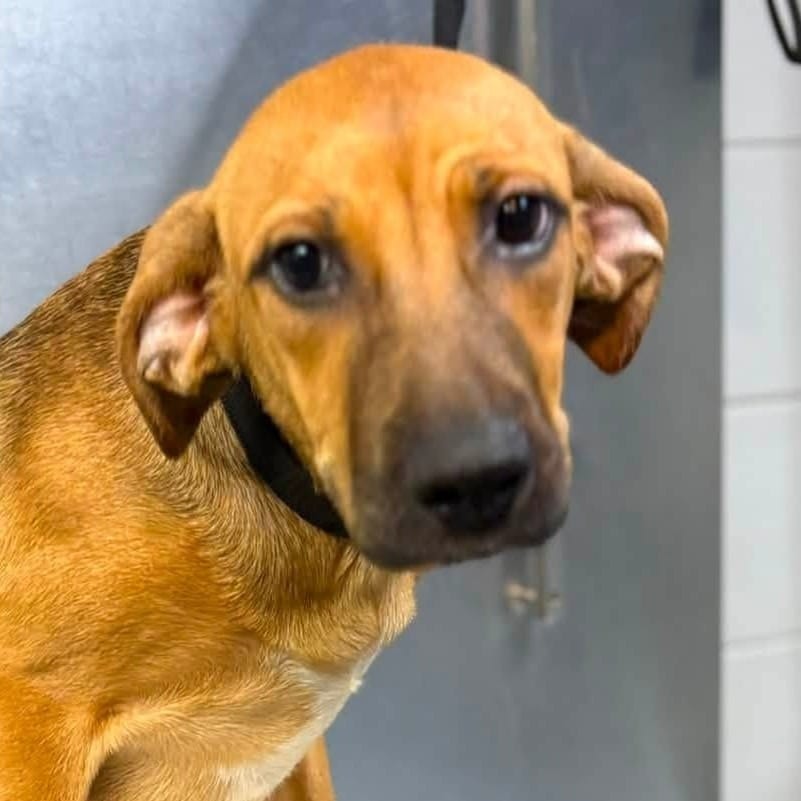 Photo of Noodle, adoptable Mixed Breed (Medium) / Mixed Breed (Medium) in Whitestone, New York
