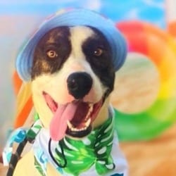 Photo of Dante JuM, adoptable Pointer Great Dane in Nashville, Tennessee