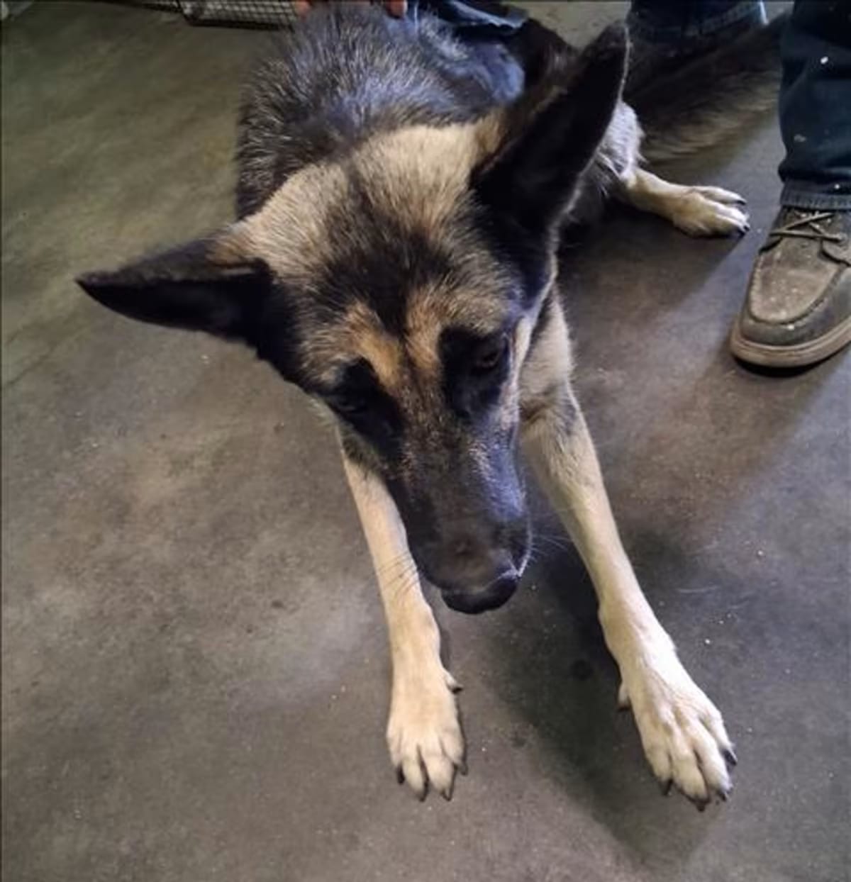 Photo of Sky, adoptable German Shepherd Dog in Los Angeles, California