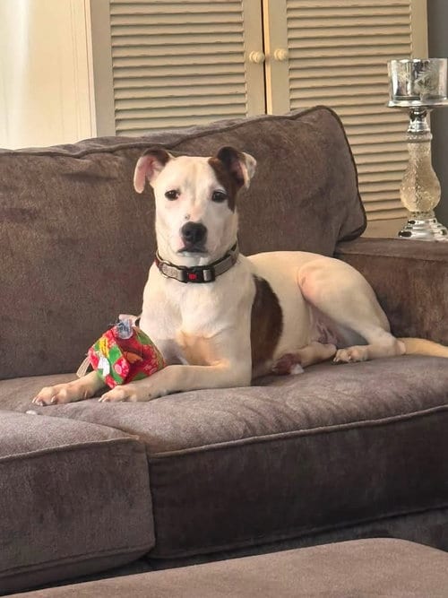 Photo of Charlie, adoptable Whippet in Berlin, New Jersey