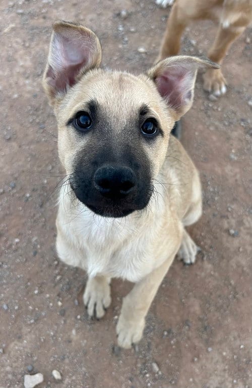 Photo of Butter, adoptable German Shepherd Dog in Chandler, Arizona