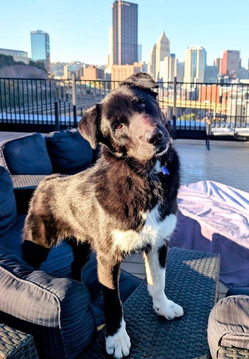 Photo of Zane, adoptable Terrier in Springdale, Pennsylvania