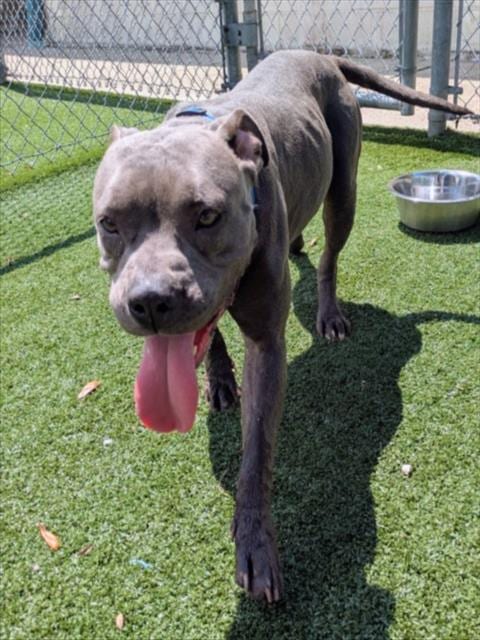 Photo of Violet, adoptable Staffordshire Bull Terrier in Texas City, Texas