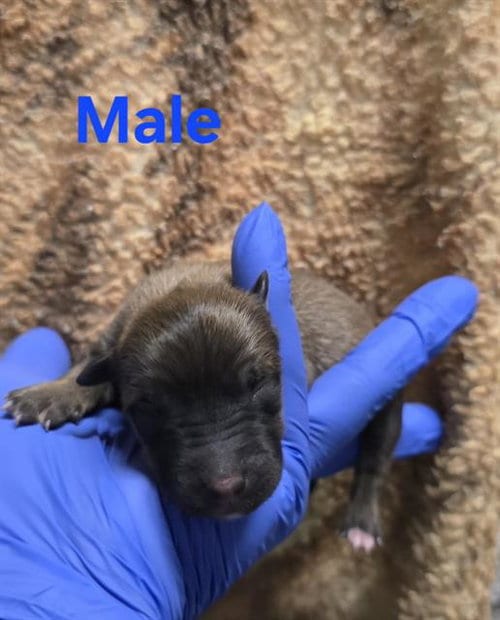 Photo of Rescue Only Nursing, adoptable German Shepherd Dog in HESPERIA, California