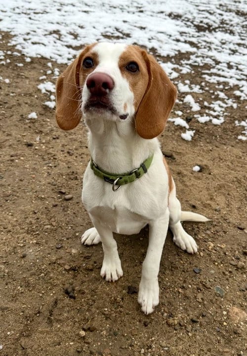 Photo of Jace-in a Foster Home, adoptable Beagle in South Bend, Indiana