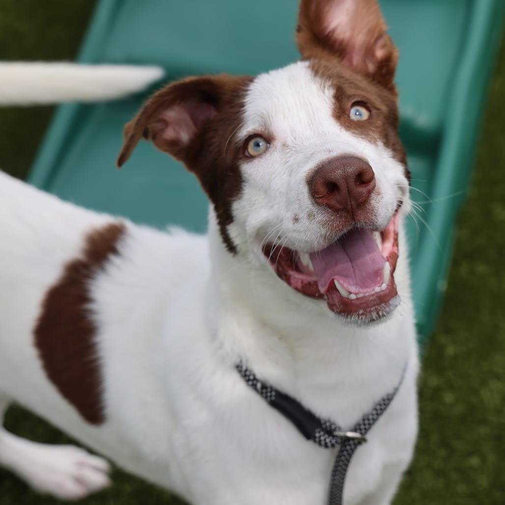 Photo of Oliver, adoptable Collie, Border / Mix in Spartanburg, South Carolina