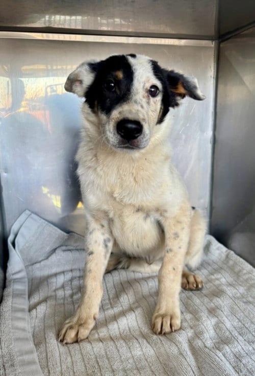Photo of Pumpkin, adoptable Border Collie in Woodland, California