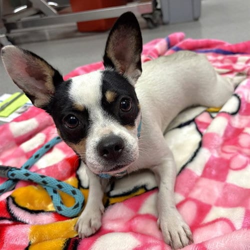 Photo of Chicklet, adoptable Chihuahua in Rancho Cucamonga, California