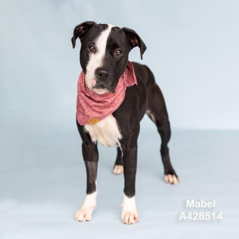Photo of Mabel, adoptable American Pit Bull Terrier in Conroe, Texas