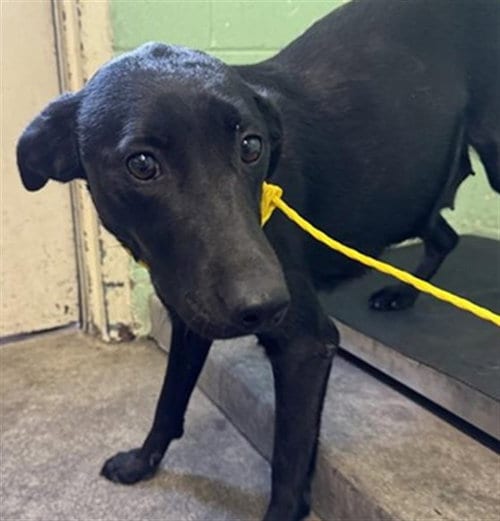 Photo of Rudy, adoptable Labrador Retriever in Sacramento, California