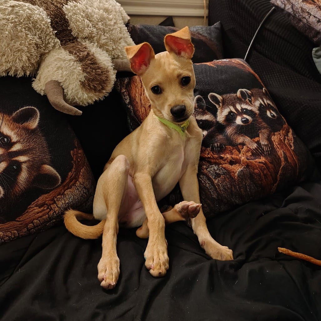 Photo of Jojo, adoptable Chihuahua / Mixed Breed (Small) in Central Texas, Texas