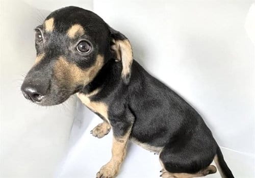 Photo of A661598, adoptable Miniature Pinscher in Houston, Texas