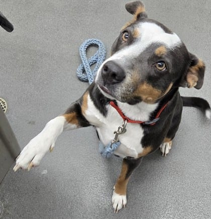Photo of Gina, adoptable Terrier, Pit Bull/Australian Shepherd in Bakersfield, California
