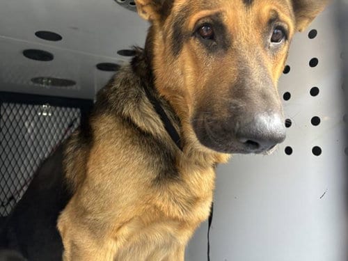 Photo of A256617, adoptable German Shepherd Dog in Visalia, California
