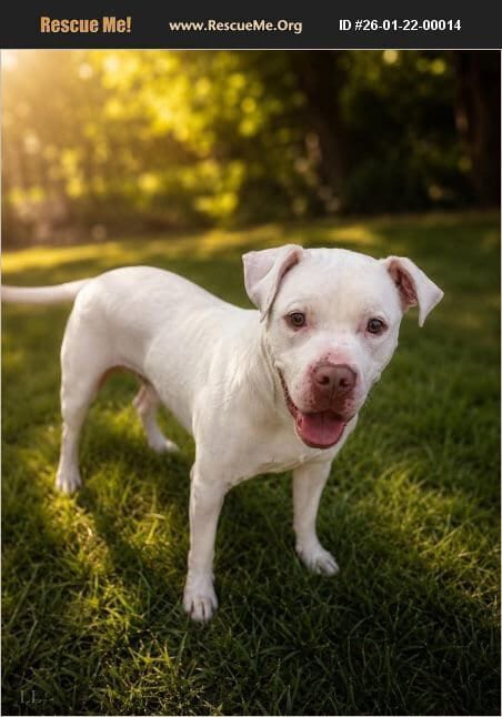 Photo of Lacey, adoptable Bull Terrier in Benton, Pennsylvania