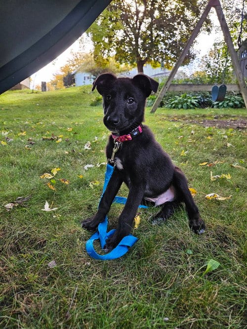 Photo of Simon, adoptable Border Collie in Genesee, Wisconsin