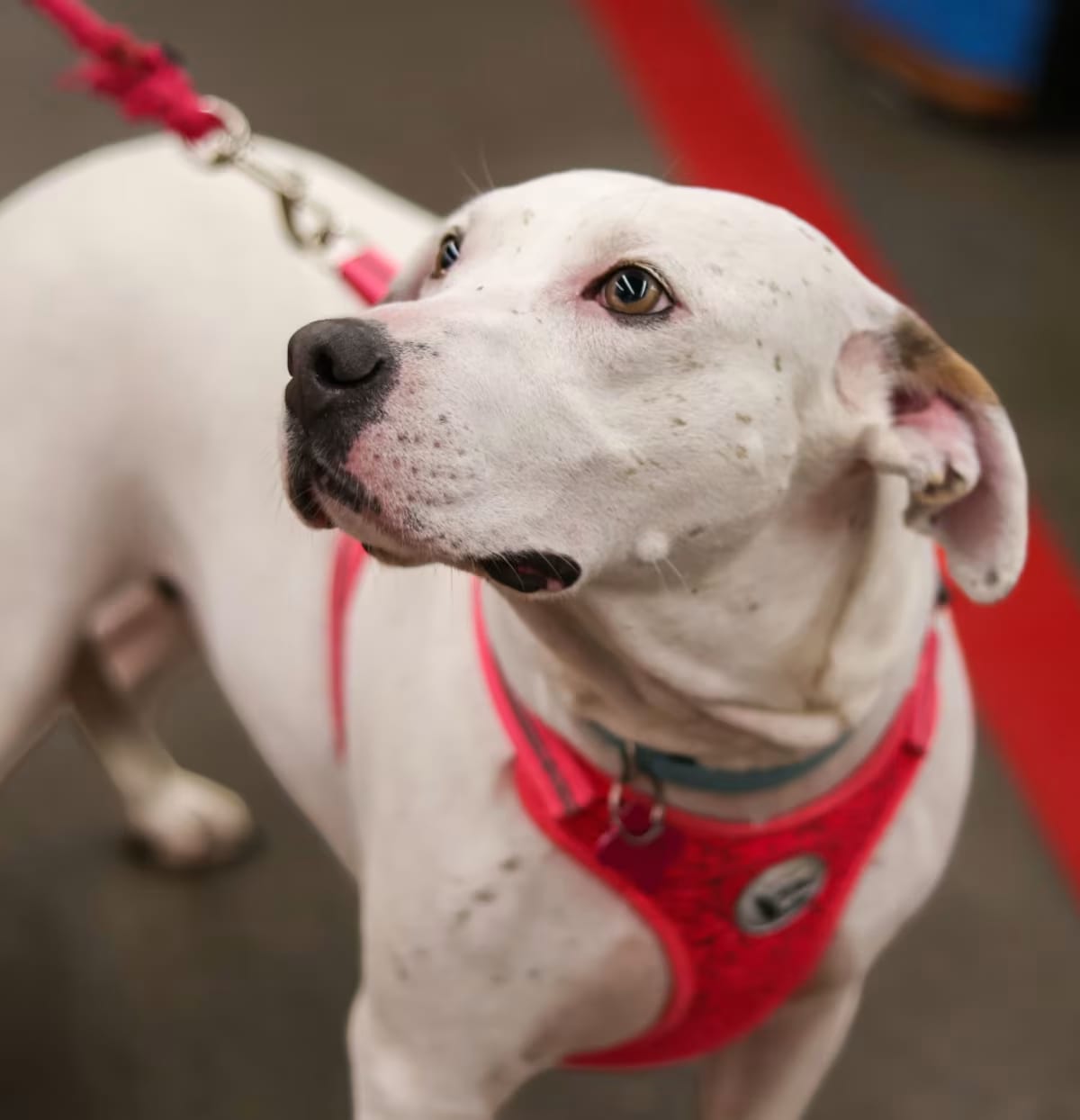 Photo of Lucy, adoptable American Pit Bull Terrier/Mixed Breed (Medium) in Cabot, Arkansas