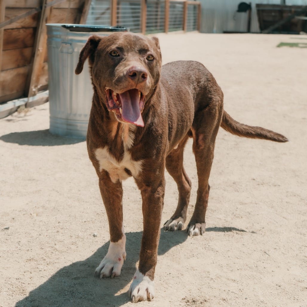 Photo of Harrold, adoptable Terrier, American Pit Bull / Mixed Breed (Large) in California, California