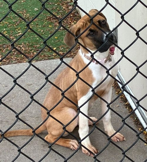Photo of Lady, adoptable Boxer in Crystal, Minnesota