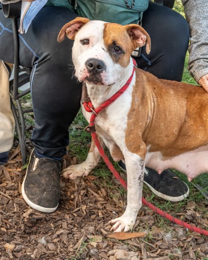Photo of Left Eye, adoptable dog in Chamblee, Georgia