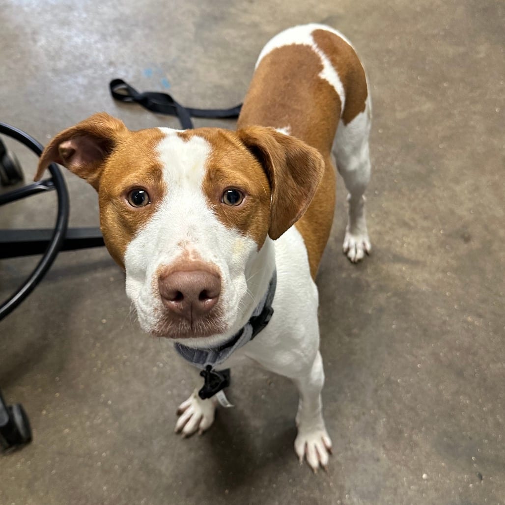 Photo of Jenkins FC BH, adoptable Hound / Terrier, Pit Bull in Union, Missouri