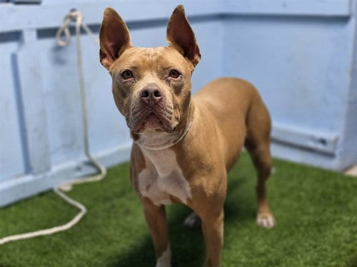 Photo of Lola, adoptable Pit Bull Terrier in Gardena, California