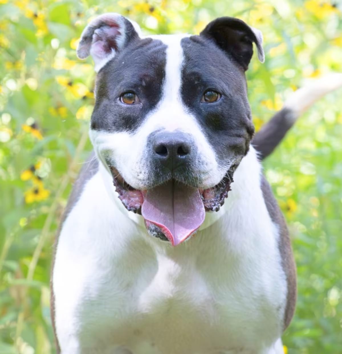 Photo of Chance, adoptable Terrier (Unknown Type, Medium)/Mixed Breed (Medium) in Chattanooga, Tennessee