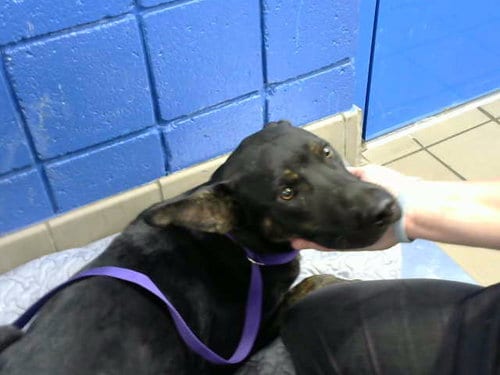 Photo of Chelwood, adoptable German Shepherd Dog in Albuquerque, New Mexico