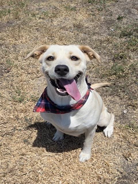 Photo of Calle, adoptable Labrador Retriever in Corpus Christi, Texas