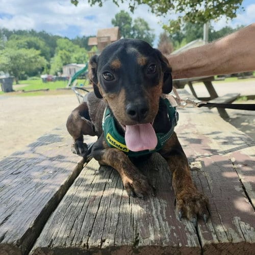 Photo of Romeo, adoptable Hound in Spring Lake, North Carolina